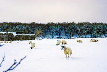 a flock of pregnant ewes in snowy Spring weather.