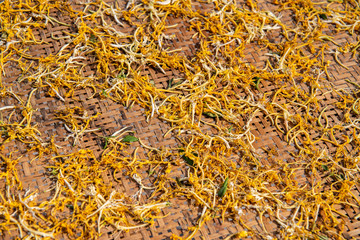 Sun dried golden honeysuckle flower tea