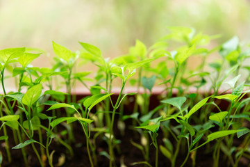 Pepper seedlings in brown plastic pot stand on the white windowsill at home.