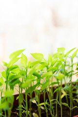 Obraz premium Pepper seedlings in brown plastic pot stand on the white windowsill at home.