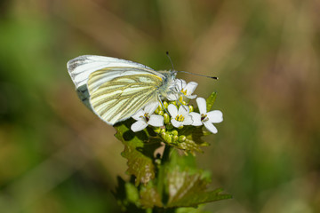Schmetterling Tagfalter sitzt auf weißen Blüten