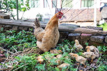A hen with a group of baby chicks