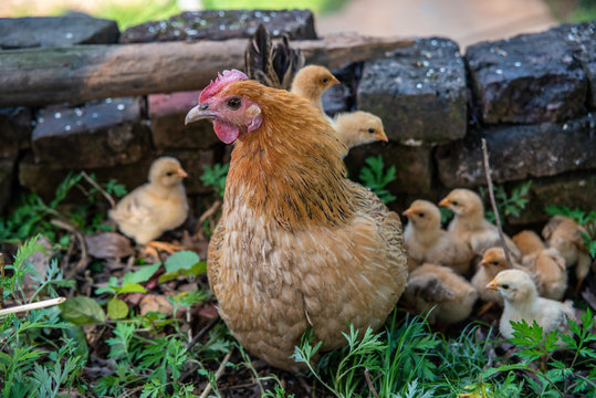 A hen with a group of baby chicks
