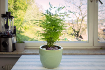 Aspargus Setaceus, asparagus grass, green houseplant in pot on the table. Asparagus fern by the window. Greenery at home.