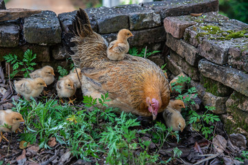 A hen with a group of baby chicks