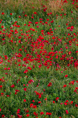 Fondo campo de  amapolas, cambio estacional