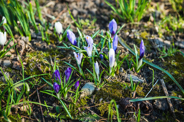 Beautiful blooming crocuses in garden. Shallow depth of field.