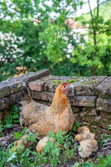 A hen with a group of baby chicks