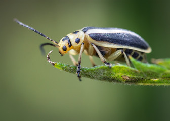 Groundselbush Beetle on a leaf along the nature trail in Pearland!