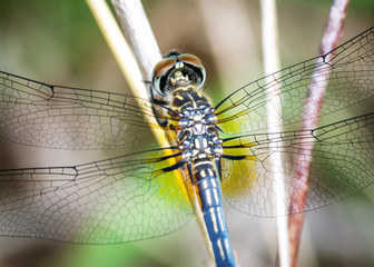 Blue Dasher from behind!