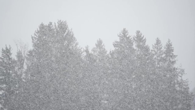Dichter Schneefall mit gro&szlig;en Schneeflocken im Wald