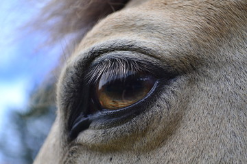 La mirada de una yegua