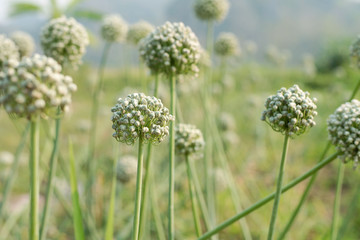 Flowering onions Blooming beautiful in the garden
