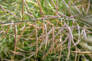 Summer ripe rape pods