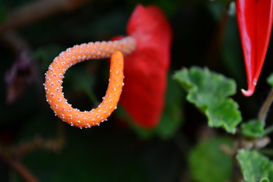 Anturio Cola de marrano
