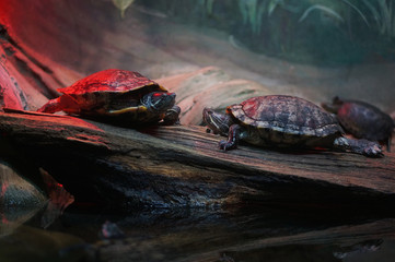 Reptile Tank Heating and Lighting. Happy turtles relaxing and warming up under the red glow of a...