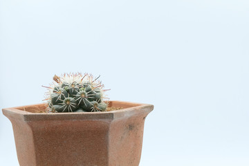 close up plant on cray pot,cactus isolated
