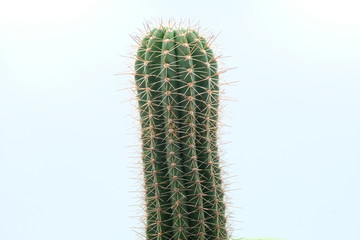 cactus close up