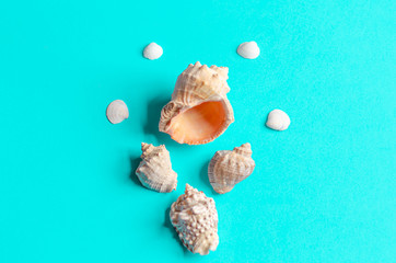 Sea shells on a pastel blue background. Summer concept, tourism, flat lay, copy space, top view.