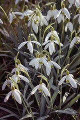 Schneegl&ouml;ckchen