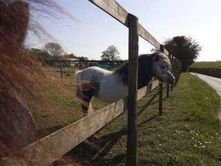 Horse Pony 