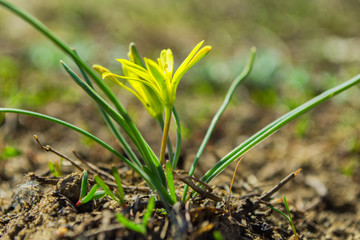 Field Gagea flower (or Goose onion, or Bird's bow). Spring flowers in the forest. Soft selective focus, fine DOF (depth of field).