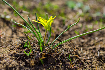 Field Gagea flower (or Goose onion, or Bird's bow). Spring flowers in the forest. Soft selective focus, fine DOF (depth of field).