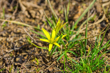 Field Gagea flower (or Goose onion, or Bird's bow). Spring flowers in the forest. Soft selective focus, fine DOF (depth of field).