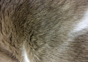Close up at cat fur texture background.