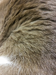 Naklejka na ściany i meble Close up at cat fur texture background.