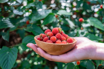 Hand holding a plate of freshly picked wild fruit raspberries