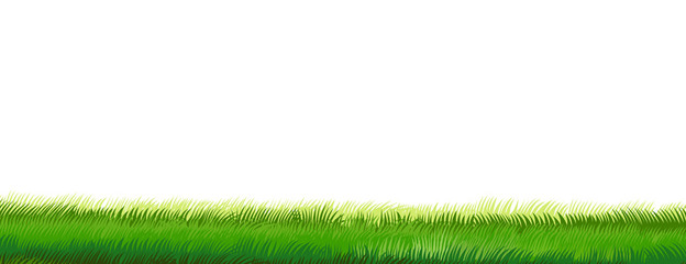 Green grass. Vector isolated on white background. Horizontal composition. Bottom background frame. Summer, spring. Young juicy dense meadow. Smooth well-groomed lawn.