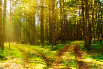 Beautiful green forest with sun rays coming through trees