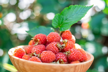 A plate of fresh and delicious red raspberries
