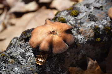 Mushroom