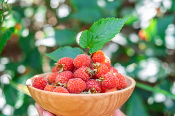 A plate of fresh and delicious red raspberries