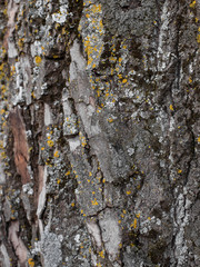
Gray and brown bark of an old tree