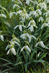 Obraz premium Schneeglöckchen