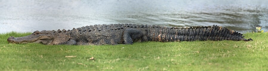 Alligator in the North Carolina sun