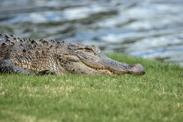 Alligator in the North Carolina sun