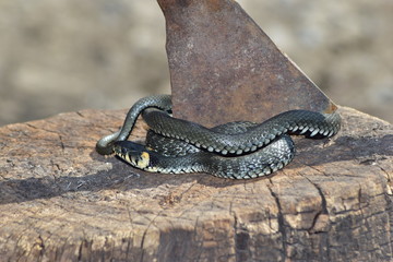 grass-snake is ubiquitous with humans