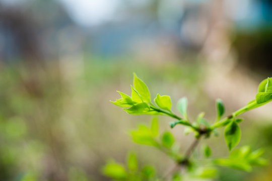 New leaves on wild apple tree in the garden. Selective focus.