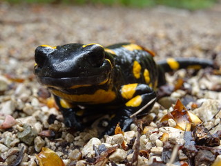 Feuersalamander