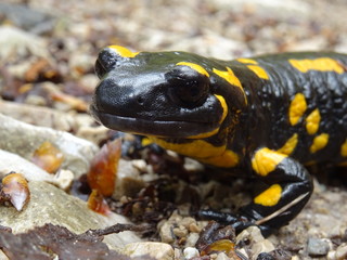 Feuersalamander