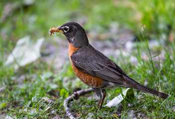 American Robin foraging for food in the grass