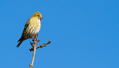 Eurasian Siskin, Spinus spinus. Cold autumn morning. A bird sits on a branch