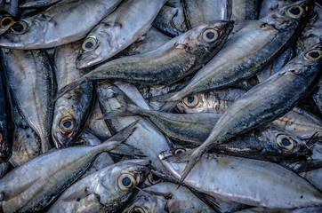 The fish market.
Fresh fish in the market close up. Buy seafood at your local store