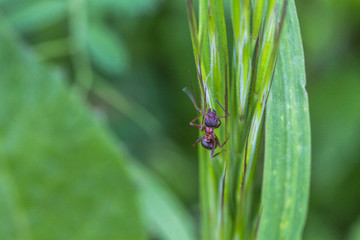 Ladybug