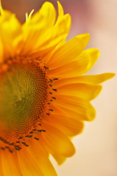 合弁花 Images Browse 4 Stock Photos Vectors And Video Adobe Stock