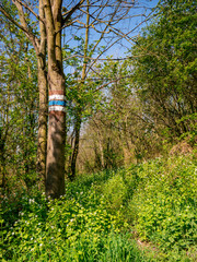 Fototapeta premium Footpath with a tourist sign on tree, overgrown with flowering Garlic mustard(Alliaria petiolata), leads through trees and bushes.